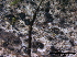  (Lophiotrema - O-F247828)  @11 [ ] CreativeCommons - Attribution Non-Commercial Share-Alike (2013) Teppo Rama Norwegian Institute for Nature Research (NINA)