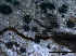  ( - O-F247841)  @11 [ ] CreativeCommons - Attribution Non-Commercial Share-Alike (2013) Teppo Rama Norwegian Institute for Nature Research (NINA)