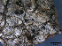  (Amphisphaerella dispersella - O-F247849)  @11 [ ] CreativeCommons - Attribution Non-Commercial Share-Alike (2013) Teppo Rama Norwegian Institute for Nature Research (NINA)