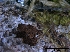  (Lophiostoma myriocarpum - O-F75363)  @11 [ ] CreativeCommons - Attribution Non-Commercial Share-Alike (2013) Teppo Rama Norwegian Institute for Nature Research (NINA)