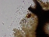  ( - O-F75365)  @11 [ ] CreativeCommons - Attribution Non-Commercial Share-Alike (2013) Teppo Rama Norwegian Institute for Nature Research (NINA)