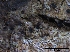  (Lophiostoma holmiorum - O-F75371)  @11 [ ] CreativeCommons - Attribution Non-Commercial Share-Alike (2013) Teppo Rama Norwegian Institute for Nature Research (NINA)