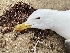  (Larus cachinnans - CaspGull)  @11 [ ] CreativeCommons - Attribution Share-Alike (2024) Kuei-Chiu Chen Weill Cornell Medical College in Qatar
