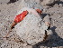  (Phoenicopterus roseus - KC19_1)  @11 [ ] by-sa (2020) Unspecified Weill Cornell Medicine Qatar