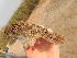  ( - 106504)  @11 [ ] by-sa (2020) Unspecified Weill Cornell Medicine Qatar