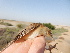  ( - 106543)  @11 [ ] by-sa (2020) Unspecified Weill Cornell Medicine Qatar