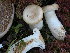  (Lactarius cf. deceptivus - 157335)  @11 [ ] CreativeCommons - Attribution Non-Commercial Share-Alike (2010) Unspecified Royal Ontario Museum