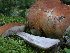  ( - 157410)  @11 [ ] CreativeCommons - Attribution Non-Commercial Share-Alike (2010) Unspecified Royal Ontario Museum