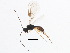  ( - BIOUG16646-F07)  @13 [ ] CreativeCommons - Attribution (2015) CBG Photography Group Centre for Biodiversity Genomics