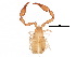  (Pselaphochernes - BIOUG16710-D11)  @14 [ ] CreativeCommons - Attribution (2015) CBG Photography Group Centre for Biodiversity Genomics