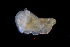  (Spiochaetopterus - ZHAK-01285)  @11 [ ] CreativeCommons Attribution Non-Commercial No Derivatives (2022) Hakai Institute Hakai Institute
