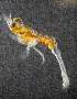  ( - ZHAK-01602)  @11 [ ] CreativeCommons Attribution Non-Commercial No Derivatives (2022) Hakai Institute Hakai Institute