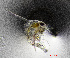  ( - ZHAK-01609)  @11 [ ] CreativeCommons Attribution Non-Commercial No Derivatives (2022) Hakai Institute Hakai Institute