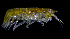  ( - ZHAK-01818)  @11 [ ] CreativeCommons Attribution Non-Commercial No Derivatives (2022) Hakai Institute Hakai Institute
