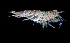  ( - ZHAK-01824)  @11 [ ] CreativeCommons Attribution Non-Commercial No Derivatives (2022) Hakai Institute Hakai Institute