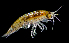  ( - ZHAK-01841)  @11 [ ] CreativeCommons Attribution Non-Commercial No Derivatives (2022) Hakai Institute Hakai Institute
