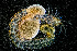  ( - ZHAK-01875)  @11 [ ] CreativeCommons Attribution Non-Commercial No Derivatives (2022) Hakai Institute Hakai Institute