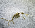  (Caprella eximia - ZHAK-03414)  @11 [ ] CreativeCommons Attribution Non-Commercial No Derivatives (2023) Hakai Institute Hakai Institute