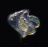  (Cerebratulus herculeus - ZHAK-03114)  @11 [ ] CreativeCommons Attribution Non-Commercial No Derivatives (2023) Hakai Institute Hakai Institute