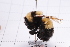  ( - 20QHBb-016)  @11 [ ] CreativeCommons  Attribution Non-Commercial Share-Alike (2030) Unspecified China Agricultural University