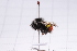  ( - 20QHBb-250)  @11 [ ] CreativeCommons  Attribution Non-Commercial Share-Alike (2030) Unspecified China Agricultural University