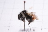 ( - 20QHBb-264)  @11 [ ] CreativeCommons  Attribution Non-Commercial Share-Alike (2030) Unspecified China Agricultural University