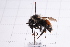  ( - 20QHBb-267)  @11 [ ] CreativeCommons  Attribution Non-Commercial Share-Alike (2030) Unspecified China Agricultural University