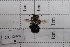  (Megachile habropodoides - 20QHO-056)  @11 [ ] CreativeCommons  Attribution Non-Commercial Share-Alike (2030) Unspecified China Agricultural University