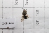  (Colletes harreri - 20QHO-076)  @11 [ ] CreativeCommons  Attribution Non-Commercial Share-Alike (2030) Unspecified China Agricultural University