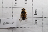 (Helophilus continuus - 20QHO-087)  @11 [ ] CreativeCommons  Attribution Non-Commercial Share-Alike (2030) Unspecified China Agricultural University