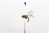  ( - 20QHO-093)  @11 [ ] CreativeCommons  Attribution Non-Commercial Share-Alike (2030) Unspecified China Agricultural University