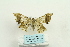  ( - ARB00026222)  @12 [ ] Copyright  SCDBC-KIZ-CAS, Imaging group Kunming Institute of Zoology, CAS