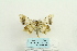  ( - ARB00026223)  @12 [ ] Copyright  SCDBC-KIZ-CAS, Imaging group Kunming Institute of Zoology, CAS