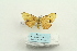  ( - ARB00026235)  @13 [ ] Copyright  SCDBC-KIZ-CAS, Imaging group Kunming Institute of Zoology, CAS