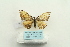  ( - ARB00026247)  @13 [ ] Copyright  SCDBC-KIZ-CAS, Imaging group Kunming Institute of Zoology, CAS