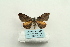  ( - ARB00026248)  @13 [ ] Copyright  SCDBC-KIZ-CAS, Imaging group Kunming Institute of Zoology, CAS