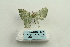  ( - ARB00026335)  @12 [ ] Copyright  SCDBC-KIZ-CAS, Imaging group Kunming Institute of Zoology, CAS