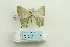  ( - ARB00026336)  @13 [ ] Copyright  SCDBC-KIZ-CAS, Imaging group Kunming Institute of Zoology, CAS