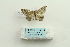  (Nordstromia argenticeps - ARB00026383)  @12 [ ] Copyright  SCDBC-KIZ-CAS, Imaging group Kunming Institute of Zoology, CAS
