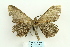  ( - ARB00026420)  @13 [ ] Copyright  SCDBC-KIZ-CAS, Imaging group Kunming Institute of Zoology, CAS
