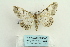  ( - ARB00026582)  @13 [ ] Copyright  SCDBC-KIZ-CAS, Imaging group Kunming Institute of Zoology, CAS
