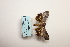  ( - ARB00009097)  @12 [ ] Copyright  SCDBC-KIZ-CAS, Imaging group Kunming Institute of Zoology, CAS