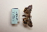  ( - ARB00009099)  @12 [ ] Copyright  SCDBC-KIZ-CAS, Imaging group Kunming Institute of Zoology, CAS
