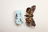  ( - ARB00009100)  @12 [ ] Copyright  SCDBC-KIZ-CAS, Imaging group Kunming Institute of Zoology, CAS