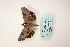  ( - ARB00009101)  @12 [ ] Copyright  SCDBC-KIZ-CAS, Imaging group Kunming Institute of Zoology, CAS