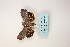  ( - ARB00009103)  @12 [ ] Copyright  SCDBC-KIZ-CAS, Imaging group Kunming Institute of Zoology, CAS