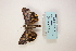  ( - ARB00009105)  @12 [ ] Copyright  SCDBC-KIZ-CAS, Imaging group Kunming Institute of Zoology, CAS