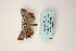 ( - ARB00009109)  @12 [ ] Copyright  SCDBC-KIZ-CAS, Imaging group Kunming Institute of Zoology, CAS