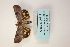  ( - ARB00009111)  @12 [ ] Copyright  SCDBC-KIZ-CAS, Imaging group Kunming Institute of Zoology, CAS