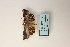  ( - ARB00009115)  @12 [ ] Copyright  SCDBC-KIZ-CAS, Imaging group Kunming Institute of Zoology, CAS